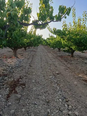 CAMPOS FRUTALES CAUDETE