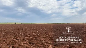 Finca 45 hectáreas regadío. Tierra y naranjos