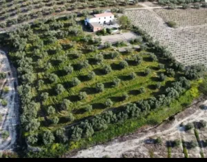 Vendo terreno olivar y casa
