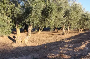 FINCA RÚSTICA EN OTURA
