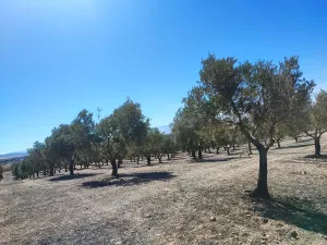 FINCA DE OLIVOS CON RIEGO Y 2 VIVIENDAS