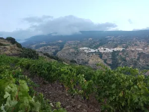 Viñedo de altura en Granada