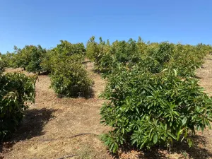 Finca agrícola productiva