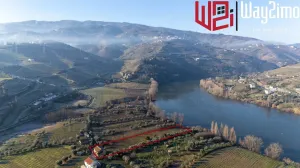 Fantástica finca en el Douro con viñedos y olivos.