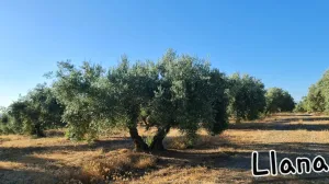 VENDO OLIVAR
