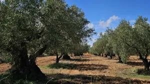 Olivar en venta en Fontanars dels Alforins
