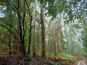 SE VENDEN FINCAS FORESTALES CON EUCALIPTUS