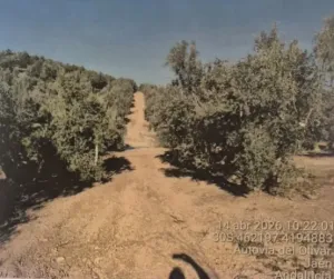 Se vende olivar de riego en Bedmar y Garciez