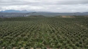 Finca Oleícola Exclusiva con Almazara Propia en Jaén