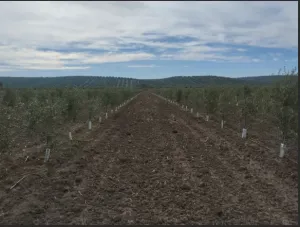 OLIVAR SUPERINTENSIVO CON RIEGO