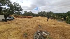 Dehesa en Brozas