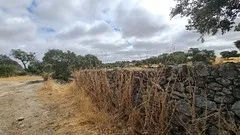 Dehesa en Brozas