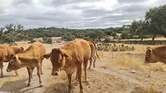 Dehesa en Brozas