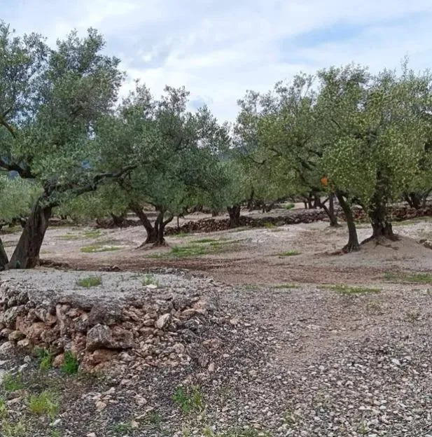 Imagen de la finca Finca Rústica con Olivos y Caseta Reformada en Entorno Natural