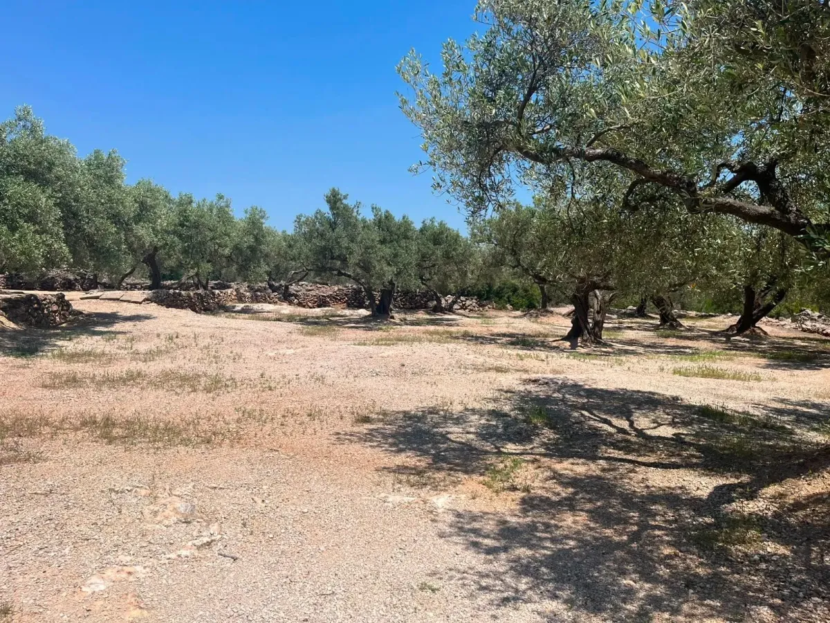 Imagen de la finca Finca Rústica con Olivos y Caseta Reformada en Entorno Natural
