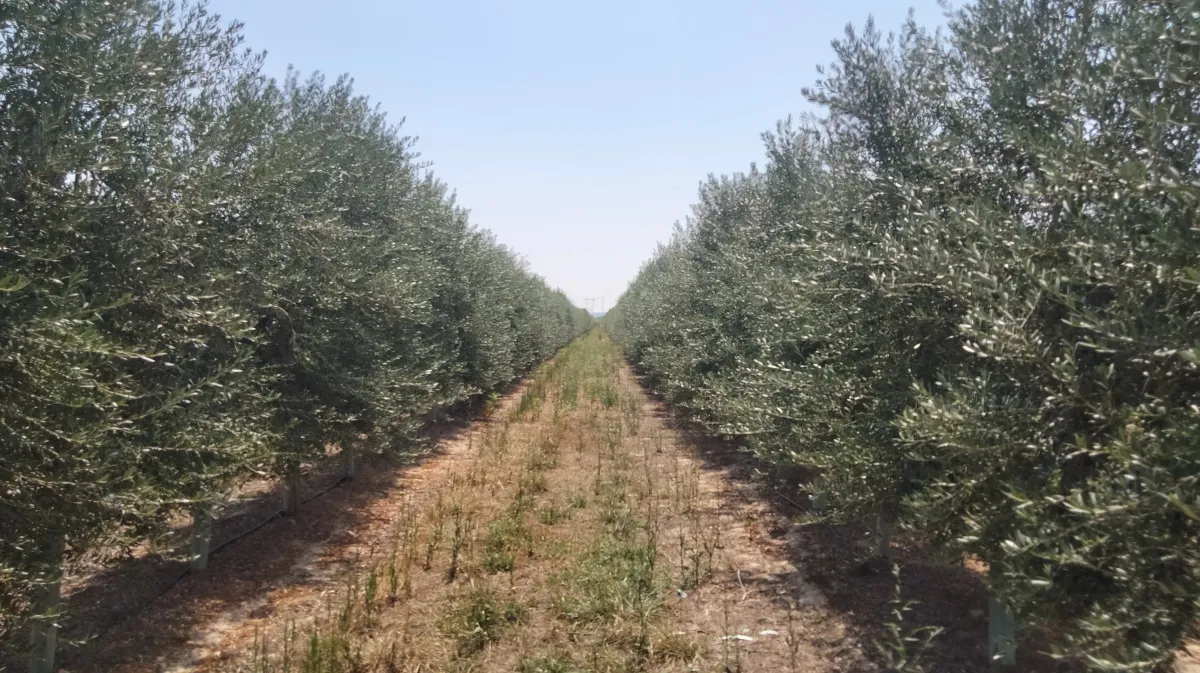 Imagem da quinta Venda de propriedade com oliveiras superintensivas