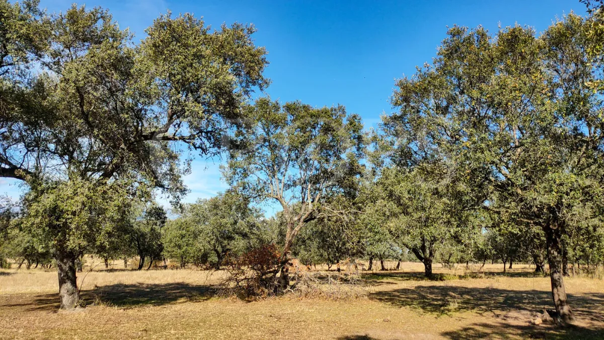 Imagem da quinta Propriedade com casa à venda na Serra de Gredos