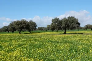 FINCA AGROGANADERA A 30KM DE BADAJOZ