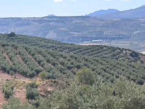 Finca de olivos en Alhama de Granada