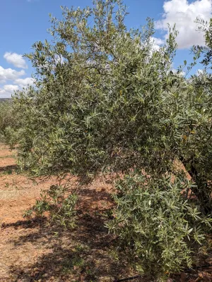 Olivar en Venta