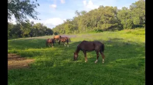 FINCA HIPICA Y DE RECREO EN SEVILLA - 1353