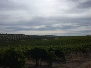 OPORTUNIDAD VENTA DE GRAN FINCA DE REGADIO