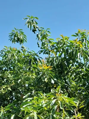 Finca de aguacates