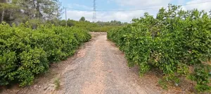 Propriedade rural com 6047 metros quadrados