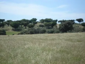 Finca de recreo en venta en Jaraíz de la Vera