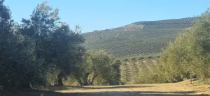 finca de olivos