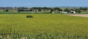 Venta Finca Riego Jerez de la Frontera