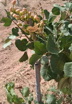 Finca de pistachos en Socuéllamos