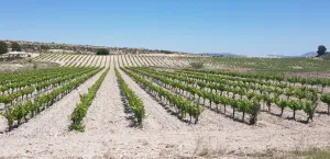 Bodega Vivanza