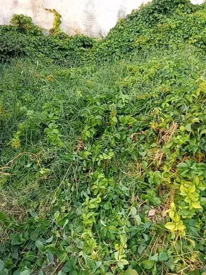 Alquilo terreno en Fuentes de Ebro