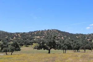 FINCA GANADERA Y CINEGETICA EN JAEN - 1531
