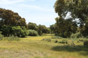 Finca recreo en Valladolid, junto AVE, 1530