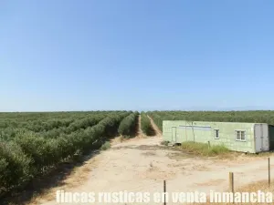 finca en venta 20 has. olivar regadío Toledo