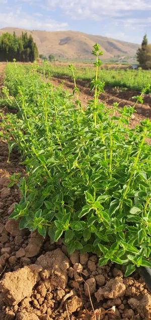 Se vende finca con alta rentabilidad