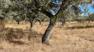 Dehesa ganadera en venta en Huelva