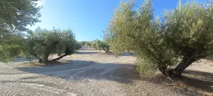 Olivos centenarios picual