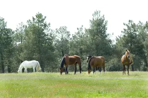 FINCA DE RECREO CON INSTALACIONES ECUESTRES