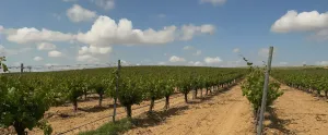 Finca rústica de viñedo en Nava del rey