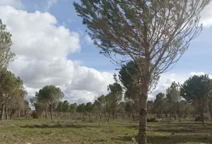 Venta finca rústica  en Salamanca