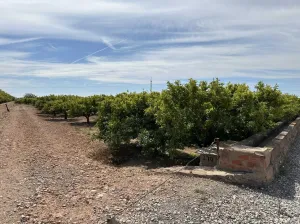 Finca de Clemenules