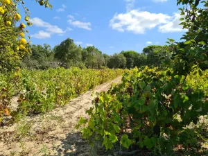 Finca en Melides Grândola , Setúbal Portugal
