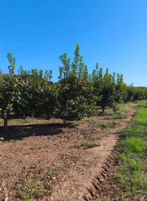 Campo Caqui