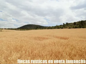 finca en venta 464 has. labor monte Albacete