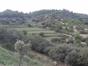 Finca agrícola con coto de caza y masia
