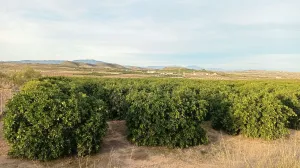 FINCA DE REGADÍO DE POMELOS EN FTE. LIBRILLA