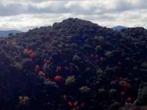 Finca agricola, cinegetica y recreo